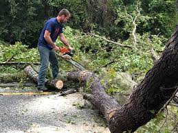 How Our Tree Care Process Works  in  Hartford, AL