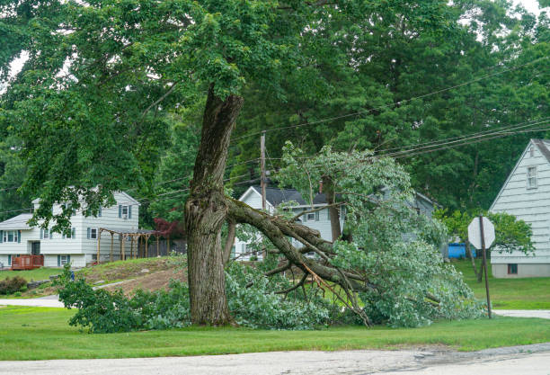 Best Tree Removal  in Hartford, AL