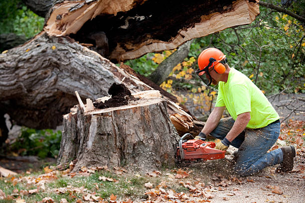 Professional Tree Services in Hartford, AL