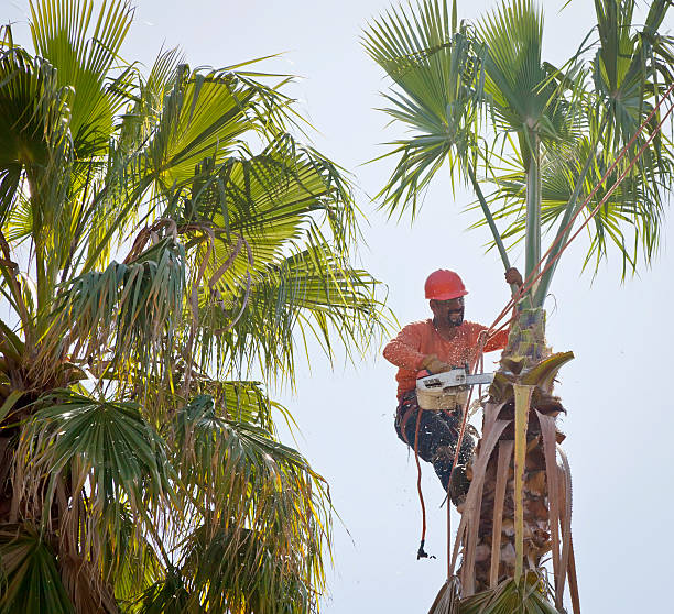 Best Tree Health Inspection  in Hartford, AL