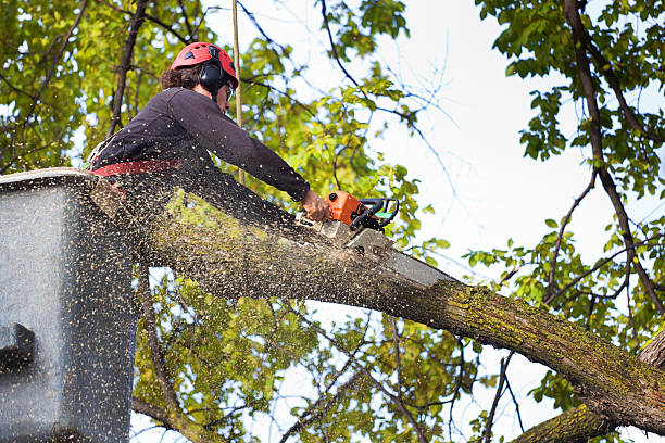 Best Storm Damage Tree Cleanup  in Hartford, AL