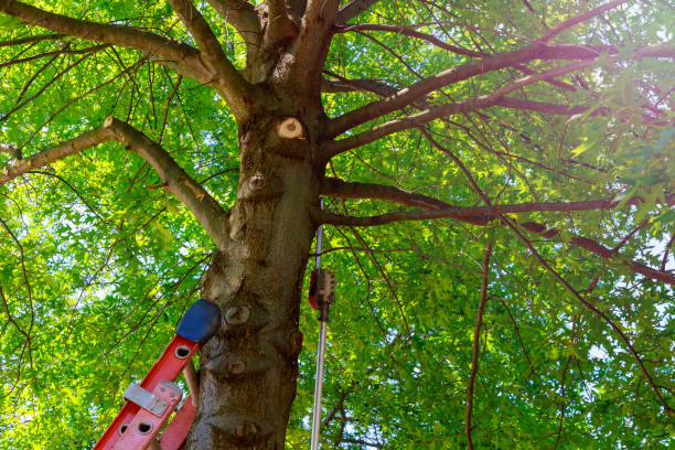Best Tree Cabling and Bracing  in Hartford, AL